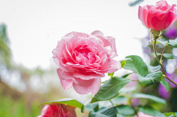 Pink  Pastel Roses on Rose Bush