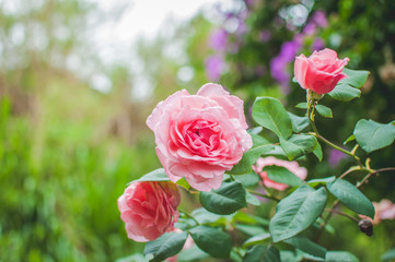 Pink  Pastel Roses on Rose Bush