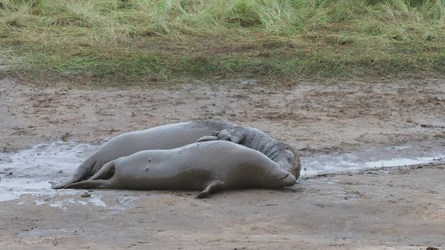 Grey Seals Mating on the Beach.