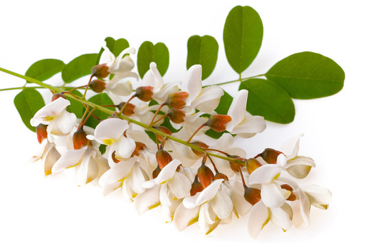 Acacia flowers isolated on white background