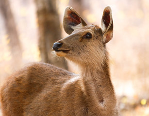 deer in ranthambore reserve in india
