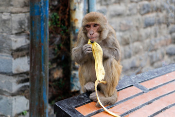 macaque monkey sat on a bin eating a banana skin 