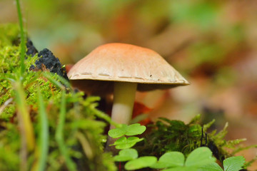 Mushrooms in the beech forest