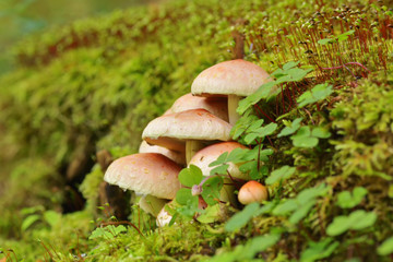 Mushrooms in the beech forest