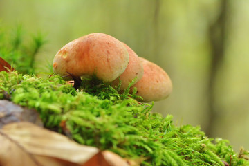 Mushrooms in the beech forest