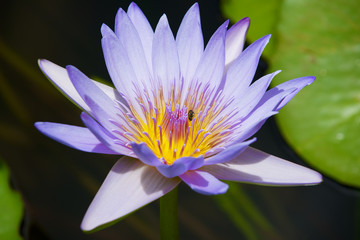 Beautiful blue and yellow Lotus flower with a bee in it in a pond in Pamplemousse botanical garden at Mauritius island.