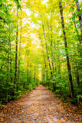 Tunnel of Green in Autumn in New England