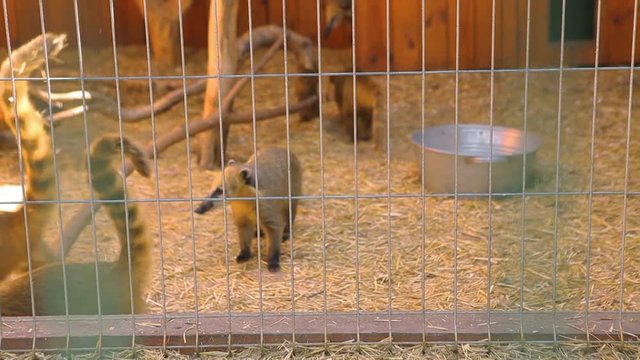 The South American coati, Grupa beautiful coati in the aviary