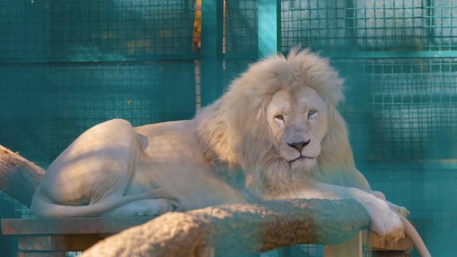 A Lion Lies On A Wooden Rack In A Zoo.