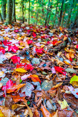 Roadway Autumn Leaves, New York 