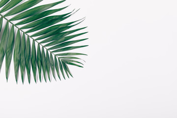 Minimal flat lay composition of tropical palm leaf