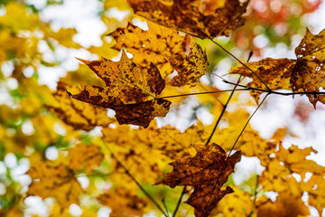 Brown leaves, Autumn Colors, New England