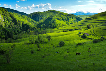Fototapeta premium The Transalpina Road - in România 