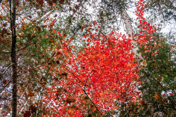 A Spot of Red Leaves, New York Autumn