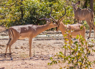 A male black-faced impala (Aepyceros melampus petersi) obedient to the dominant male, Ongava...
