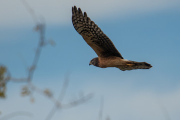 Female Northern Harrier flying over some low branches