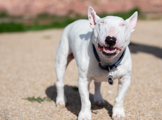 White mini bull terrier with his eyes closed and smiling