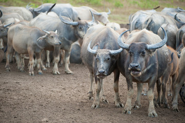 buffalo in shelter asia