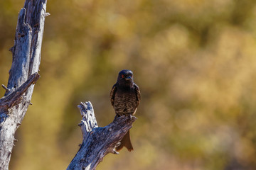 A Fork-tailed Drongo (Dicrurus adsimilis) looking on a branch, Ongava Private Game Reserve ( neighbour of Etosha), Namibia.