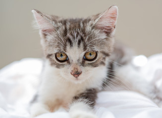 Lovely cute little cat on white background