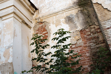 old dilapidated wall of the building next to growing shrub