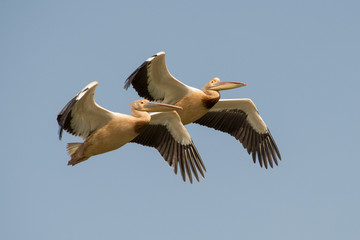 Pélican blanc,.Pelecanus onocrotalus, Great White Pelican, Sénégal