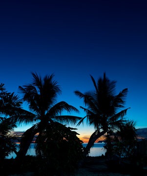 Silhouette coconut palm trees over blue sea sky background at dusk