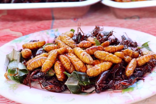 Fried insect at street food