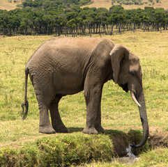 Fototapeta na wymiar Elefant, durstig, Massai Mara