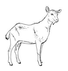 Drawing of domestic goat female - hand sketch of capra aegagrus hircus, black and white illustration