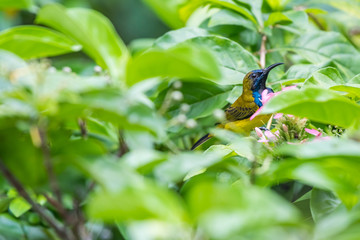 A beauty hidden among common greens_Olive-backed Sunbird, male