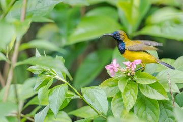 Olive-backed Sunbird, male