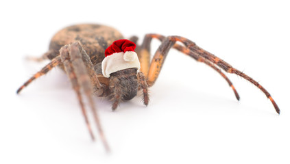 House spider isolated in a Santa Claus hat.