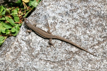 Common Lizard, Lacerta vivipara, on a stone