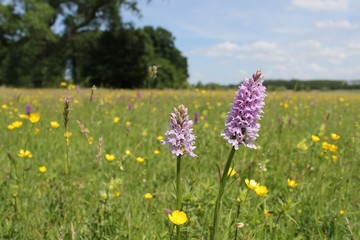 two beautiful white pink wild orchids closeup in nature in springtime