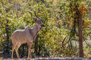 Greater kudu (Tragelaphus strepsiceros), Ongava Private Game Reserve ( neighbour of Etosha), Namibia.