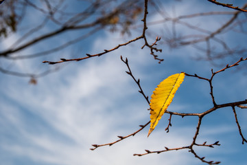 黄葉