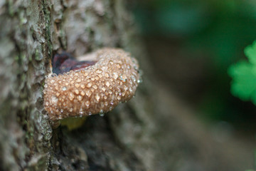 fungus with the dew drops