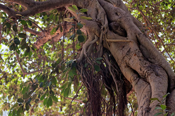 Stem of Banyan tree or Ficus benghalensis close