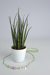 plant love with pot plant and lettering