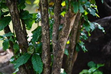 Bali organic red coffee plant tree