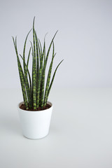Succulant pot plant on white background