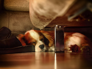 Cavalier king charles