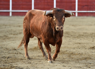 toro en españa con grandes cuernos