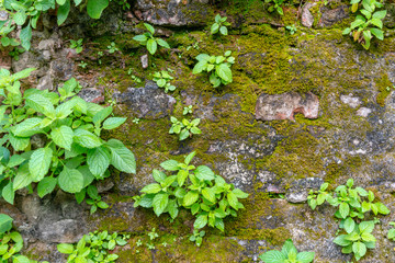 close-up shot of old rustic brick wall covered by moss and grass.