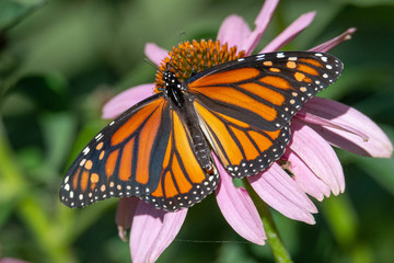 Monarch Butterfly on cone flower