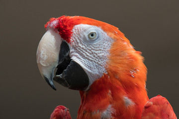 Scarlet Macaw Close Up
