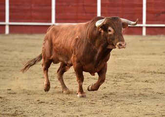 toro en españa