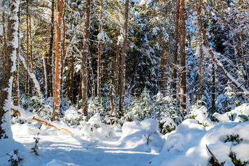 Fototapeta premium Fantastic pine winter forest with trees covered in snow