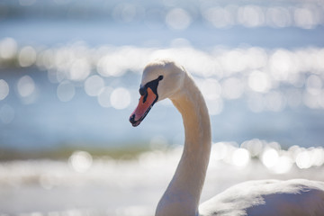 swan on the lake